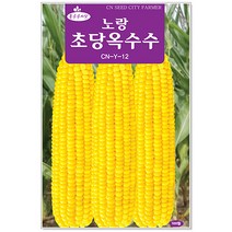 옥수수 노랑초당옥수수씨앗 100립 옥수수씨앗, 1개