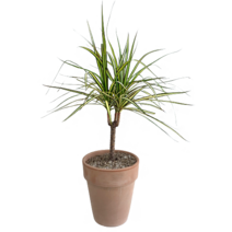 팡팡플랜트 마지나타 럭키 토분완제품EV18