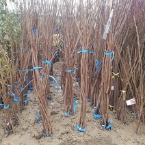 [새싹에서 나무까지] 단감나무 접목1년 묘목 1주_감나무묘목_단감나무묘목