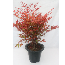 [골든플랜트]남천 남천대품 남천나무키우기 남천나무 단풍이예쁜나무 단풍나무 오색나무