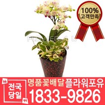 그린베어 서양난 서양란 동양난 동양란 승진축하 인사이동 개업 선물 꽃배달 개업화분