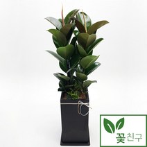 꽃친구 고무나무 개업화분 축하화분 집들이 사무실 거실 실내 전국 당일배송, 고무나무 사각분 1호+기본받침