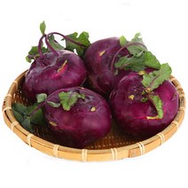 23년수확 제주도 햇 적 콜라비 10kg, 단품