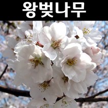 왕벚나무 접목1년(뿌리) 5개/나무 묘목/활엽수/정원용