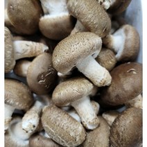영양만점 송이고버섯 1kg 고기보다 쫄깃한 식감 송이버섯의 향까지 겸비 합리적 가격 송이고 버섯, 1개, 2등급 1kg