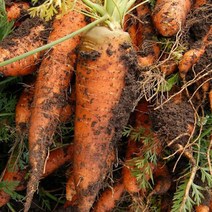 국내산 못난이 당근 쥬스용당근 흙당근 3kg, 1개