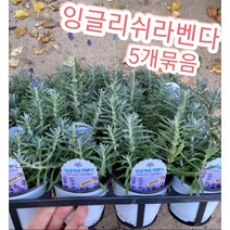잉글리쉬라벤다-5개묶음/고객님들의 큰성원 보답으로 대폭 할인행사중^^