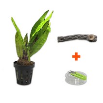 DIY 마이플랜츠 초야우드 미크로소리움, 단품