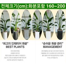 없음 [반값화분] 개업축하대형극락조(여인초) NASA공기정화식물 새집증후군새건물병증후군가정집거실사무실DP전용개업축하입주축하, 원통그레이