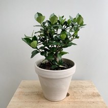 꽃피는 치자 중품 토분완제품 화이트 15호