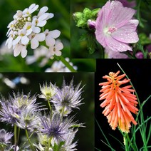 세계 니포피아 트리토마 이베리스 머스크멜로 사향아욱 에진지움 블루세이지 물망초 꽃씨 씨앗, 금영화