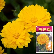 금잔화 씨앗 (70립) 꽃씨앗 백일홍꽃씨앗 나팔꽃씨앗, 단품