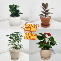 개업화분 개업화분당일배송 금전수 개업꽃배달당일배송 승진스투키 행운목개업 스투키배송 개업축하화분 소형 탁상용 사무실 카페 승진 축하 배달 취임 식당 저렴한 당일배송, 6.뱅갈고무나무, 1개, 직접배송서울/구리/하남/성남/과천/안양/의왕/군포/광명