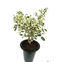[골든플랜트] 뉴스트라이트벤자민 (대품) 무늬벤자민 벤자민 무늬벤자민 나타샤벤자민 칼라벤자민 무늬벤자민, 1개