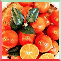 향긋하고 달콤한 제주 홍매향홍매향 소과 2kg 유리컴퍼니 고급 설 구정 선물 세트