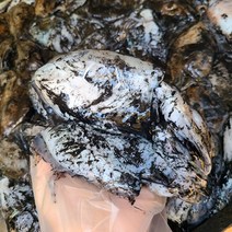 [싱싱해몰] 갑오징어 1kg내외 5~8미 냉동 국내산, 1팩