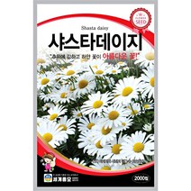 샤스타 데이지 씨앗 계란꽃 마가렛 꽃씨앗, 코스모스