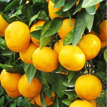 브랜드없음 제주 노지 감귤 5kg(M사이즈), 단품없음