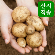 2022년 수확 국내산 감자 햇감자 수미감자 타박감자 강원도감자 3kg 5kg 10kg, 중사이즈(통구이용)