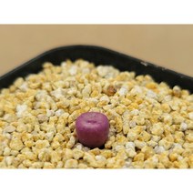 코노피튬 파가에SH2736-1246 귀여운식물 희귀다육 식물테리어 아프리카농장, 1개