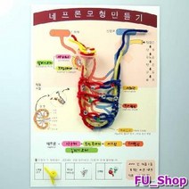 ForU885 네프론 모형 만들기 인새트 키트 과학의날행사 실험교구 과학수업 영재, 상세페이지 참조