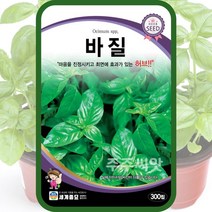 바질씨앗 2종 라임바질 스위트바질 허브씨 종자 Sweet lime basil seed, (주)다농 - 스위트바질