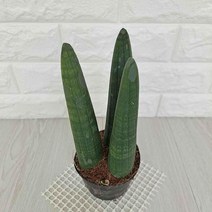 [M9AZ] 스투키 스투키키우기 실내공기정화식물 공기청정식물 9990001EA, 쿠팡뽀 본상품선택