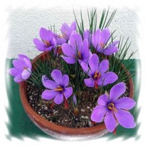 [꽃모종]샤프란(개화끝) : 10cm분