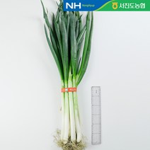 [서진도농협]진도특산품 국내산손질 대파 3단 (3kg), 단품