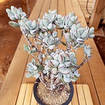 방울복랑 대품 우아한 수형과 물듦이 예쁜 다육식물1-180, 단품