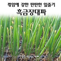 [모종심는아빠] 꺾임에 강한 딴딴한 잎줄기 흑금장대파, 50구