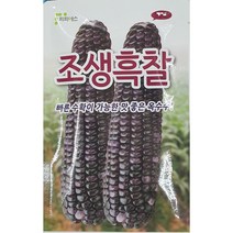 조생흑찰옥수수 씨앗250립/부드럽고 찰성 좋은 찰옥수수//가람종묘사