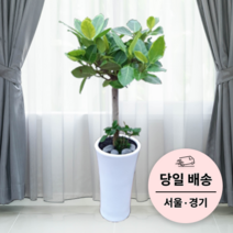 에코플랜트 실내 공기정화 식물 개업식 사무실 이전 승진 까페 개원 집들이 선물 개업 축하 화분 배달 [서울 경기 당일배송]<토요일 오후 일요일 주문건 월요일배송>, 05. 뱅갈고무나무, 1개” class=”wr-img”></a></div></div></div></div><div class=