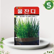 솔림텃밭몰 물잔디씨앗 2000립 잔디 향토산림 씨앗 종자, 1개