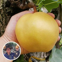 참쌀닷컴 나주로농산 나주배 15kg 가정용 흠집배, 1box, 15kg (21~25과)