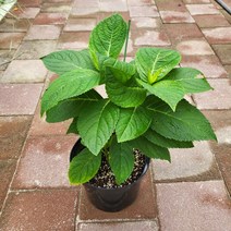 봄바람가든 엔들레스썸머 오리지날 꼼꼼한포장 수국 핑크수국 파랑수국 엔들레스썸머오리지날 수입수국 노지월동수국