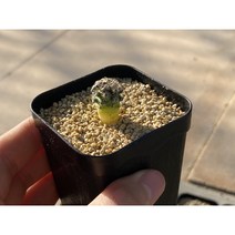 헤르난데지 희귀 소형 선인장 (Mammillaria hernandezii)