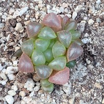 꽃다리 도도손 80 다육식물 하월시아 아이만배송