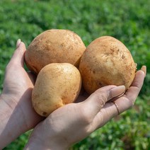 [착한손] 포슬포슬 햇 감자 수미감자, 4kg(중), 1개