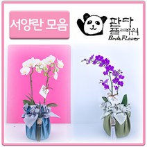 PFA002 정년 퇴직 꽃 배달 화분 서 양 난 란, 선물 서양란, 8.아마빌리스(PFA028)