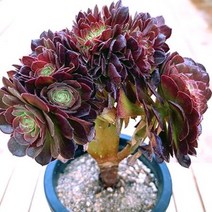 할로윈철화 키우기 쉬운 거실 다육 화분140 랜덤발송, 상세페이지 참조