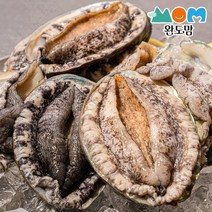 완도맘 생산자직송 활 전복 1kg, 1box, 1kg(18-20미)