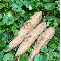 생 야콘 노지 햇야콘 3kg 5kg 유기농 전환단계 최상품 생식용 [엔젤농장], 상품(갈림있음) 3kg