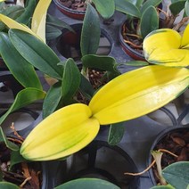 꽃무리농원 [초화]무늬대명석곡-단정학, 1개