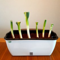 집에서 대파 방울토마토 상추 키우기 베란다 화분 키트 텃밭 수경재배 자동급수, 소형화분+배양토