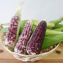 불로치농장 곡성 냉동 흑찰옥수수5팩(10개), 꼬마냉동흑찰옥수수4팩(12개) 14cm이하