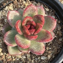 [올식스] 흑장미 다육식물 플랜테리어 반려식물 공기정화식물 개업화분