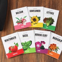 1종 씨앗봉투/화분키우기 씨앗심기, 나팔꽃