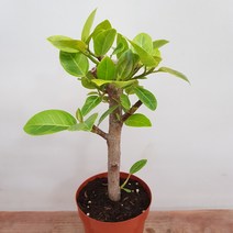 [용이네 화원] 미니멀한 심플 뱅갈목대 미니 150 농원