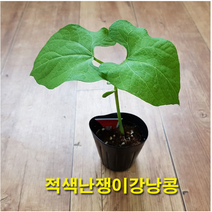 꽃모종 로드덴드론 만병초-핑크앤화이트10cm2개 K855